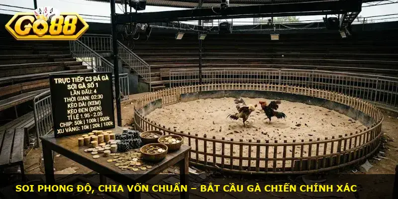trực tiếp c3 đá gà GO88 - ảnh 3