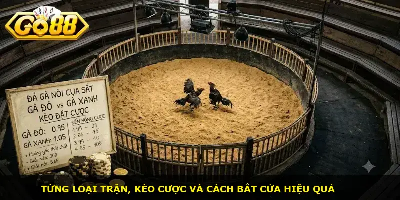 Đá gà nòi cựa sắt GO88 - ảnh 2